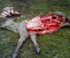 Una ganadería de Campisábalos sufre siete ataques de lobos en un mes